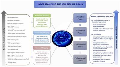 Frontiers | A Brief History of Simulation Neuroscience